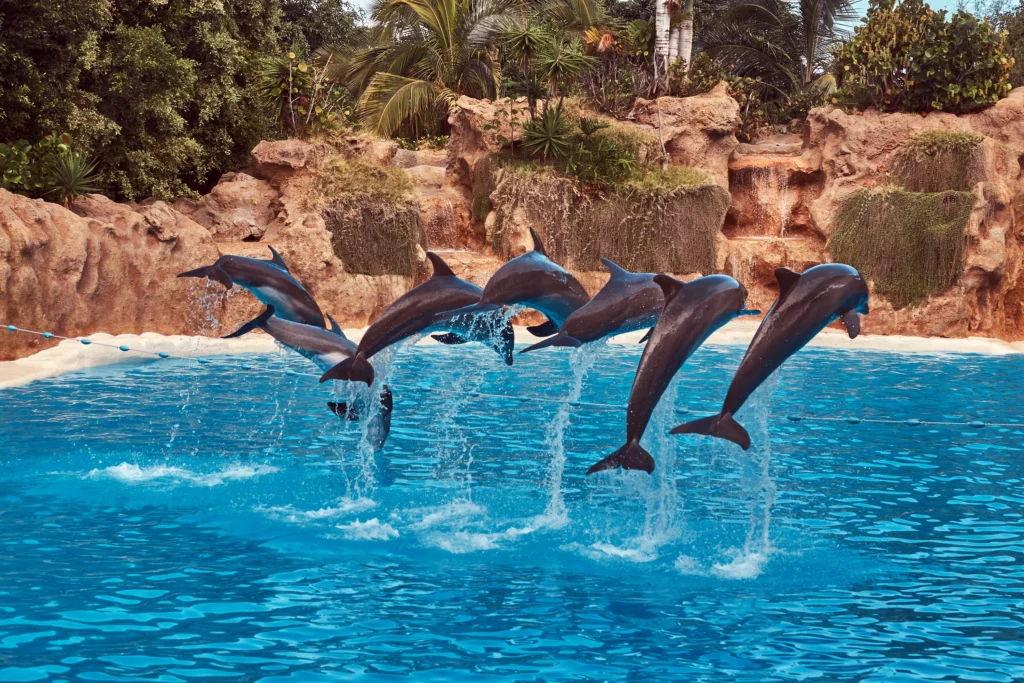 A lush, sun-drenched scene of SeaWorld Orlando's captivating marine attractions. In the foreground, a majestic orca glides gracefully through crystal-clear waters, its powerful frame slicing through the surface. Surrounding it, a vibrant underwater seascape teeming with colorful coral and schools of tropical fish. In the middle ground, a large group of park visitors gaze in awe, their faces aglow with wonder. In the background, the iconic park architecture rises, its sleek, modern lines complementing the natural beauty. Warm, golden sunlight filters through, casting a soft, magical glow over the entire scene. Captured with a wide-angle lens, the image conveys the sheer scale and immersive experience of exploring the ocean's wonders at SeaWorld Orlando.